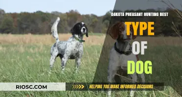 Top Breeds for Dakota Pheasant Hunting: Choosing the Perfect Dog for the Field