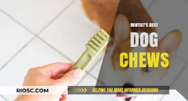Top Dentist-Recommended Dog Chews for Healthy Teeth and Gums