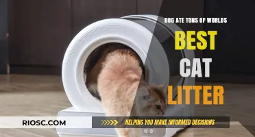 Dog Devours Tons of World's Best Cat Litter: What You Need to Know