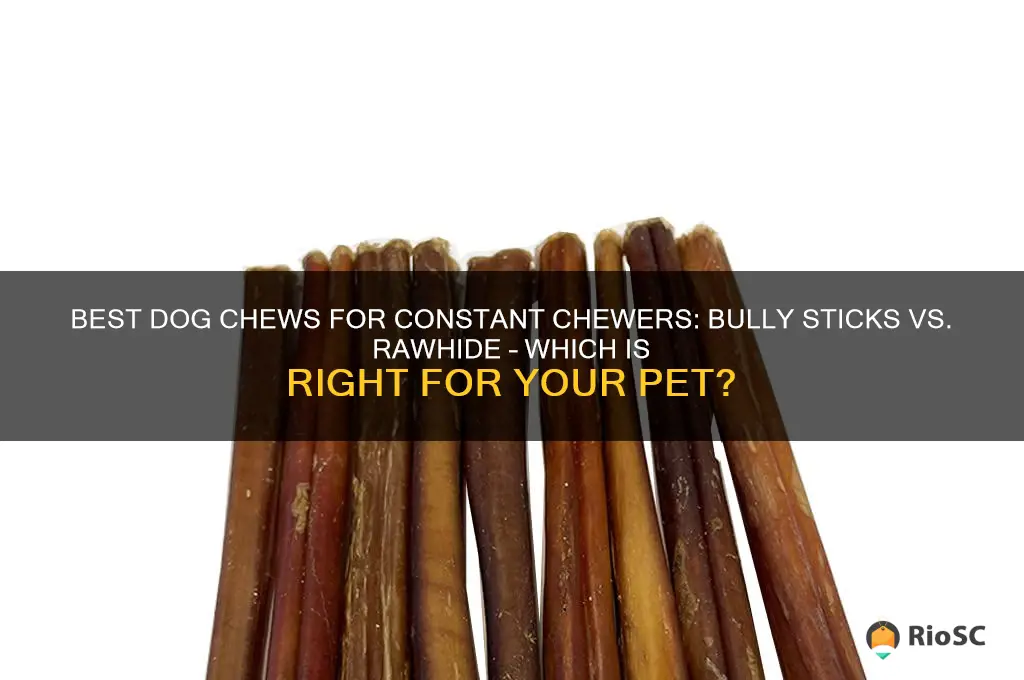 dog chews constantly best item bully stick rawhide