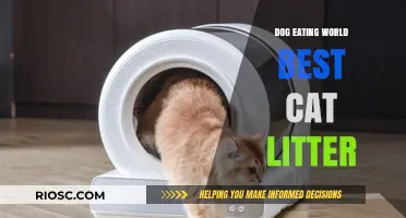Dog Eats World's Best Cat Litter: What Pet Owners Need to Know
