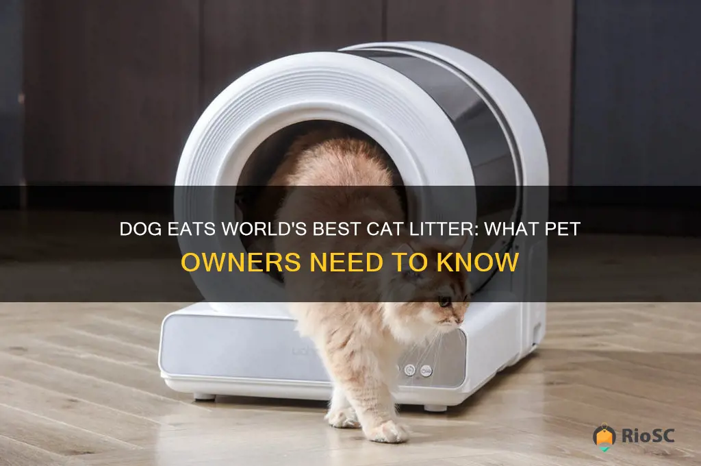 dog eating world best cat litter