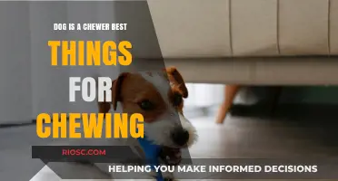 Chew on This: Top Picks for Your Dog’s Chewing Needs