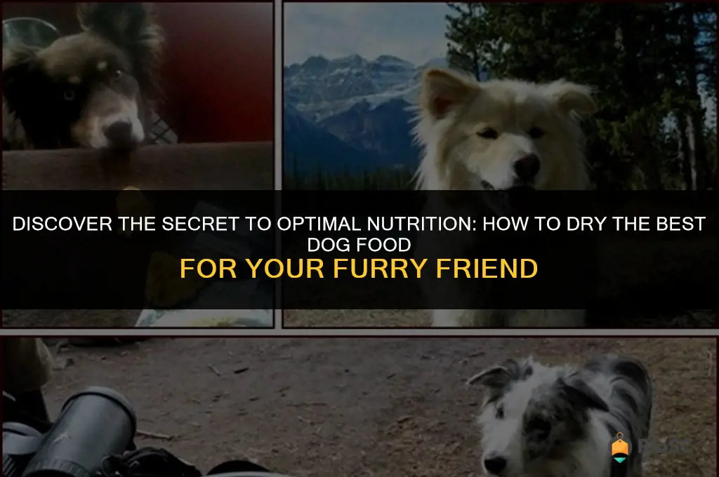 dry the best dog food