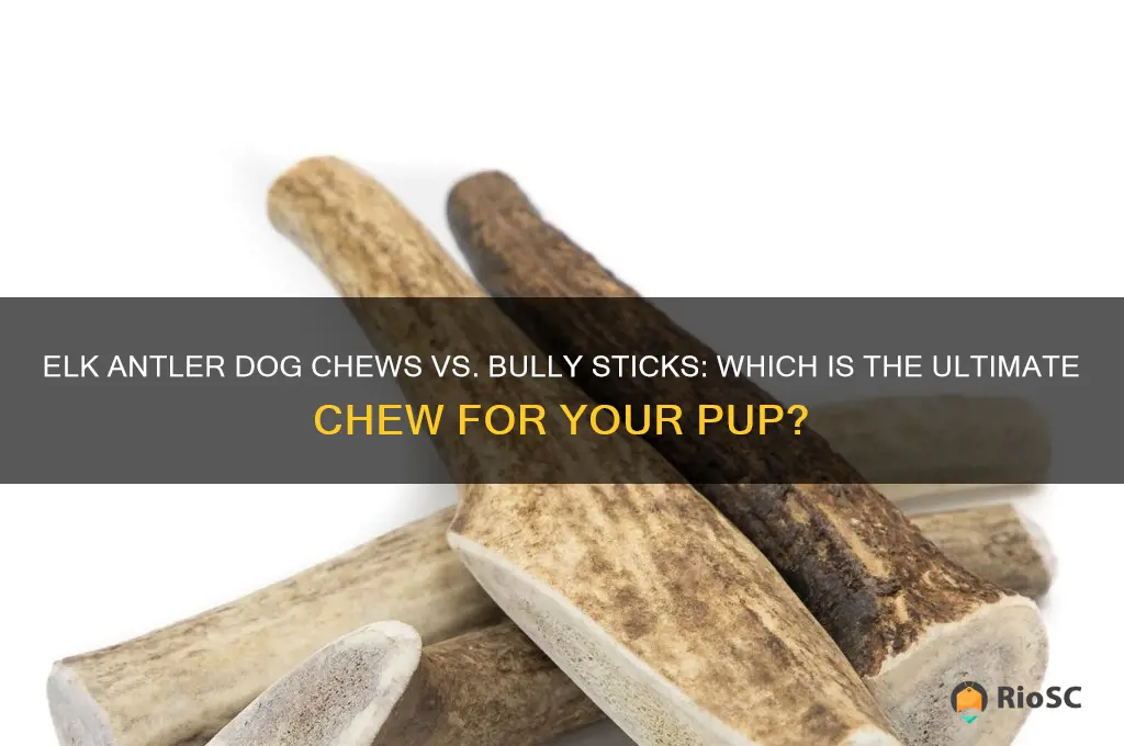 elk antler dog chews best bully sticksbest bully sticks