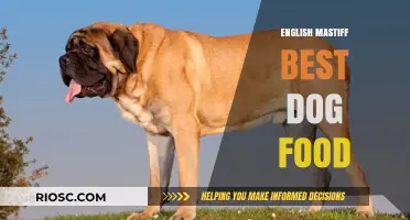 Top Nutritional Choices for English Mastiffs: Finding the Best Dog Food for Your Gentle Giant