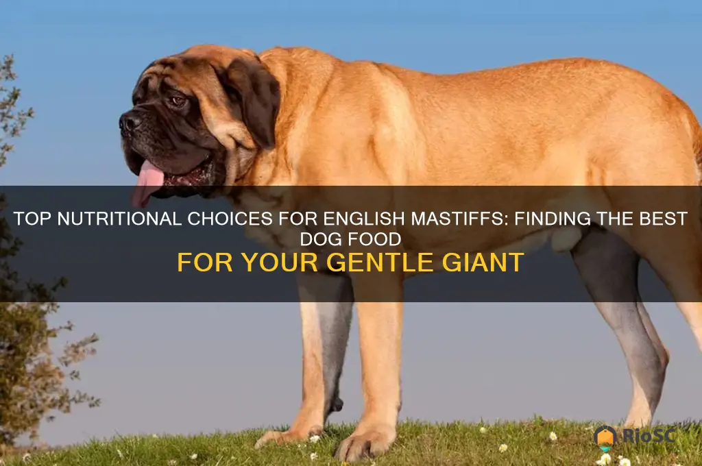 english mastiff best dog food