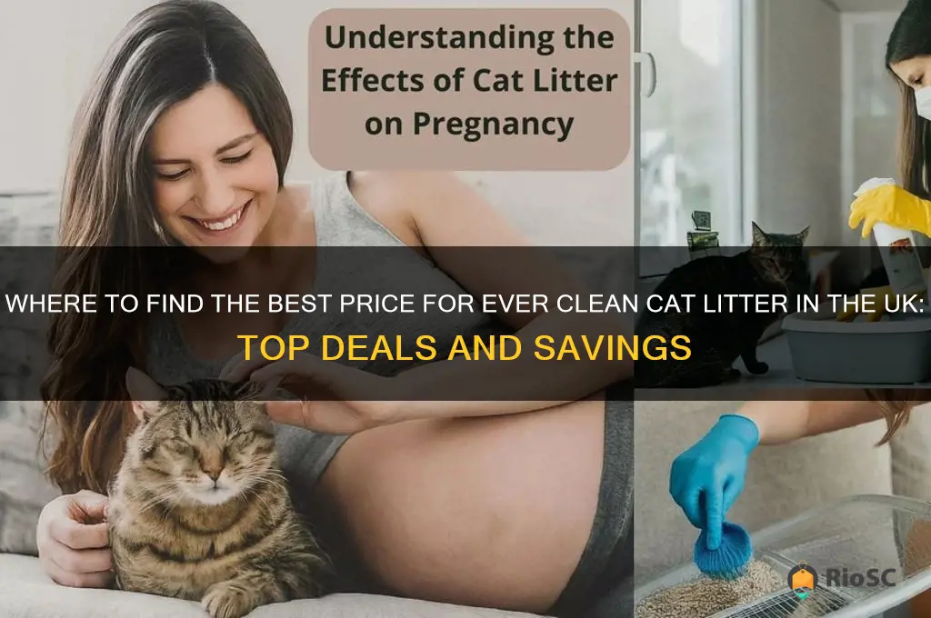 ever clean cat litter best price uk