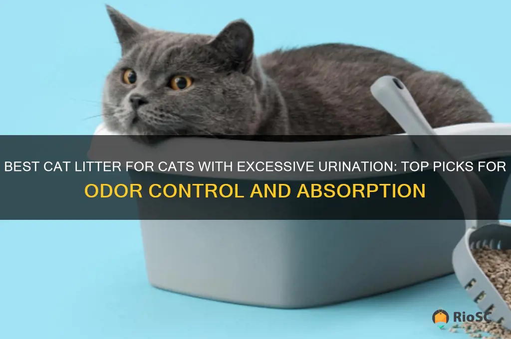 for a cat with lots of urine best cat litter
