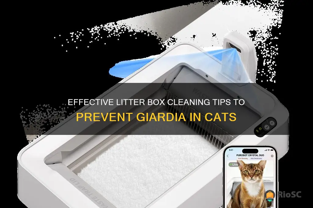 giardia cat best time to clean litter box