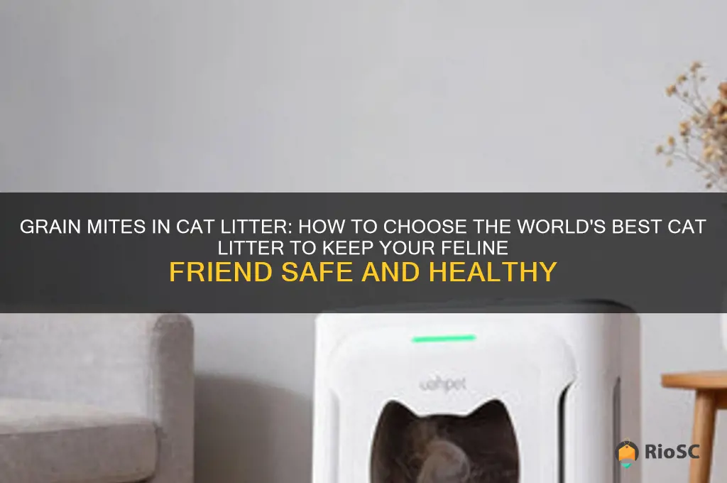 grain mites worlds best cat litter