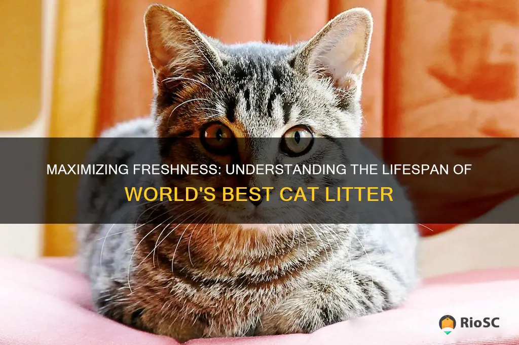 how long does world best cat litter last