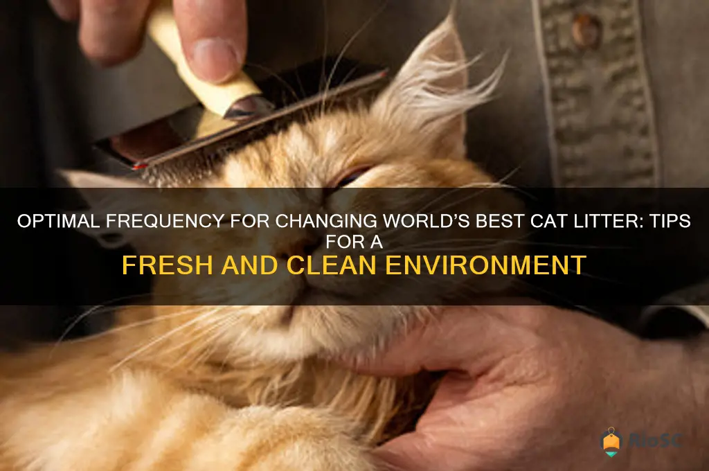 how often change cat litter worlds best