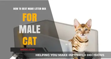 Creating the Perfect Litter Box Setup for Your Male Cat: Tips and Tricks