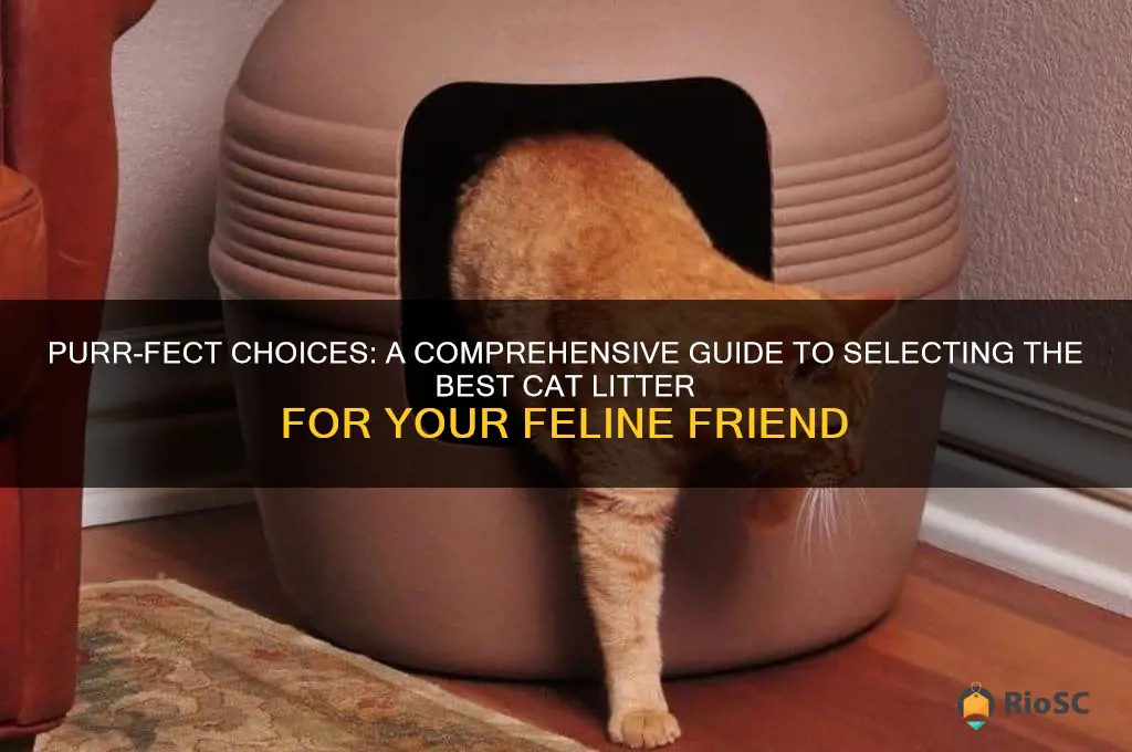 how to choose the best cat litter