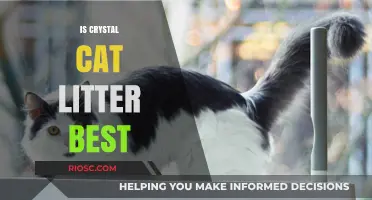 Is Crystal Cat Litter the Best Choice? Pros, Cons, and What to Consider