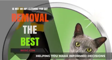 The Ultimate Guide to Cat Stain Removal: Wet vs. Dry Cleaning Methods Compared