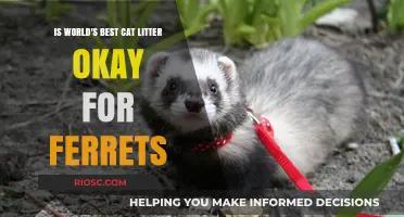 Is World's Best Cat Litter Safe for Ferrets? What Pet Owners Need to Know