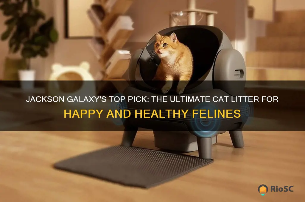 jackson galaxy best cat litter