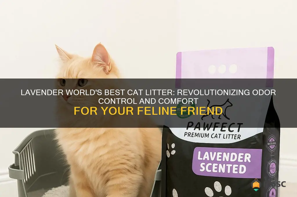 lavender world