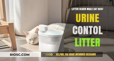 Effective Urine Control Litter Solutions for Older Male Cats: Top Picks for Odor Management and Comfort