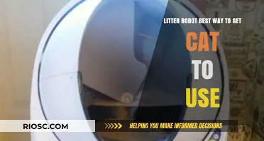 Effortless Transition: How to Get Your Cat to Use the Litter Robot Seamlessly