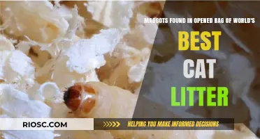 Shock Discovery: Maggots Infest Opened Bag of World's Best Cat Litter