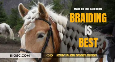 The Art of Equine Adornment: Mane versus Tail Braiding