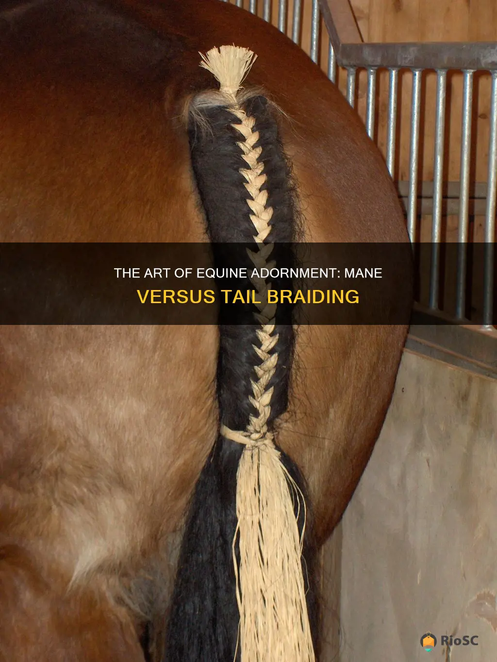 mane or tail hair horse braiding is best