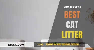Mites in Your Cat’s Litter: What You Need to Know About the World’s Best Cat Litter