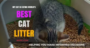 Why Your Cat is Eating World's Best Cat Litter and How to Stop It