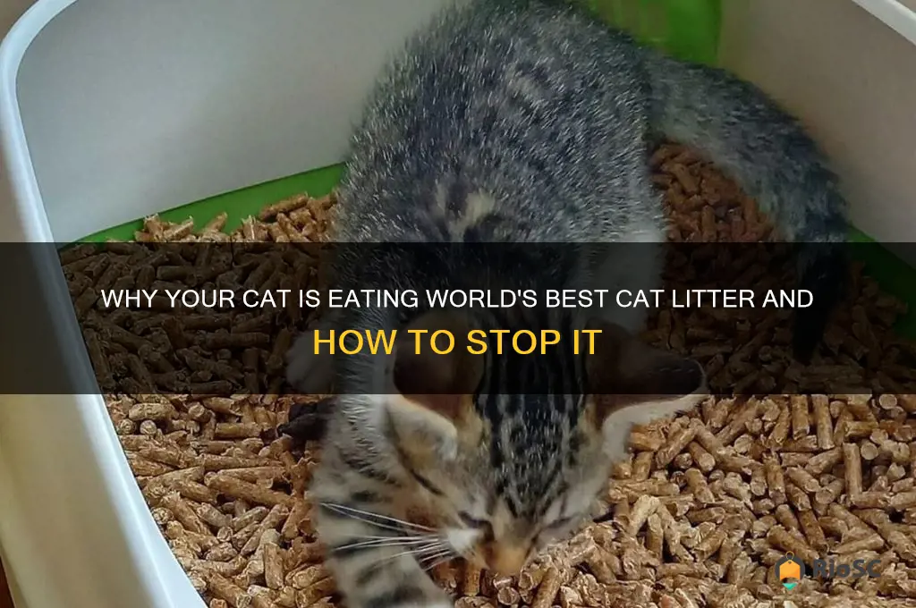 my cat is eating world
