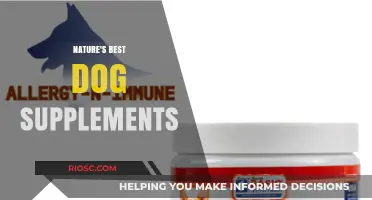 Unlock Your Dog's Vitality: Discover Nature's Best Supplements for Optimal Health