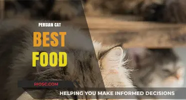 Nutritional Essentials for Persian Cats: A Guide to Optimal Feline Diets