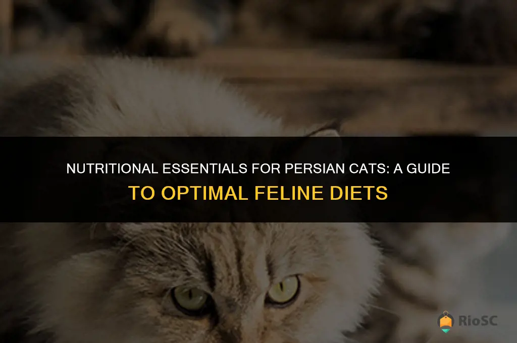 persian cat best food