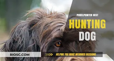 Pudelpointer: The Ultimate Hunting Companion – Why This Breed Tops the List for Hunters