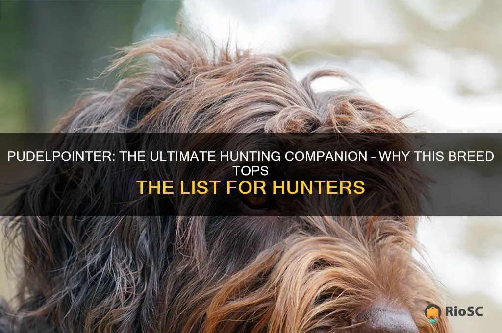 pudelpointer best hunting dog