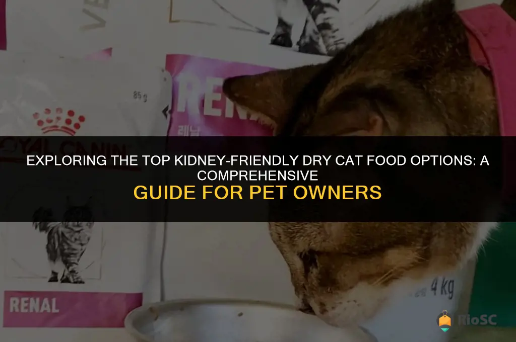 research best kidney sensitive dry cat food brands