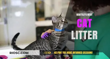 Seattle's Best Cat Litter: Top Picks for Odor Control, Clumping, and Eco-Friendliness