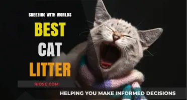 Sneezing No More: How the World's Best Cat Litter Transforms Your Feline’s Environment