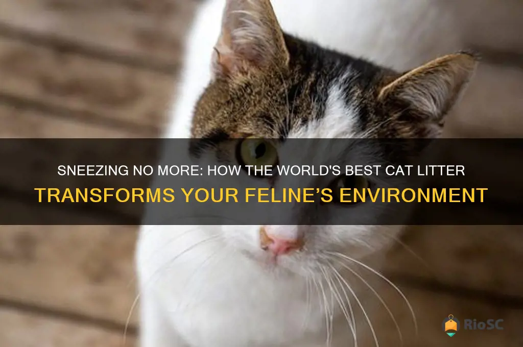 sneezing with worlds best cat litter