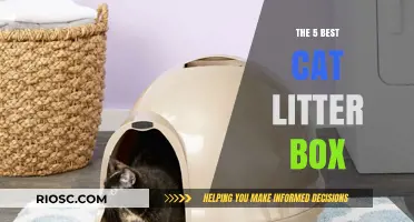 Top Cat Litter Boxes: 5 Purr-fect Choices for Your Feline Friend