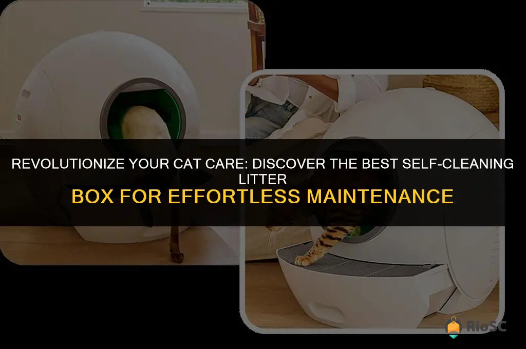 the best cat litter box self cleaning