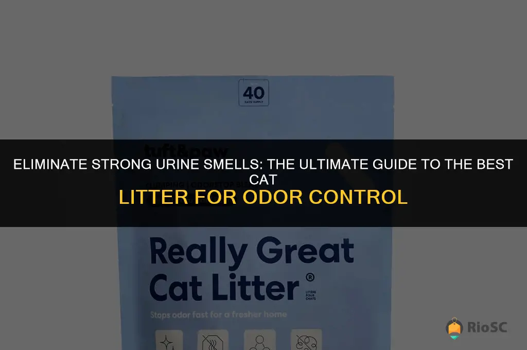 the best cat litter for strong urine smell