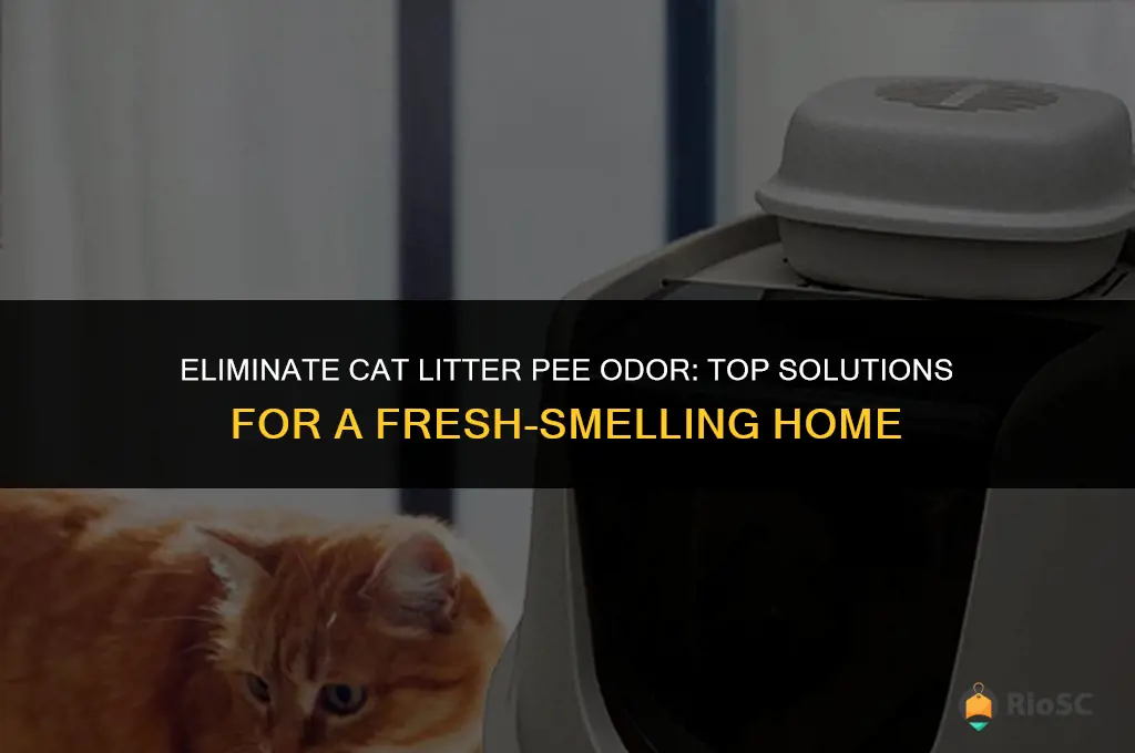 the best cat litter pee odor