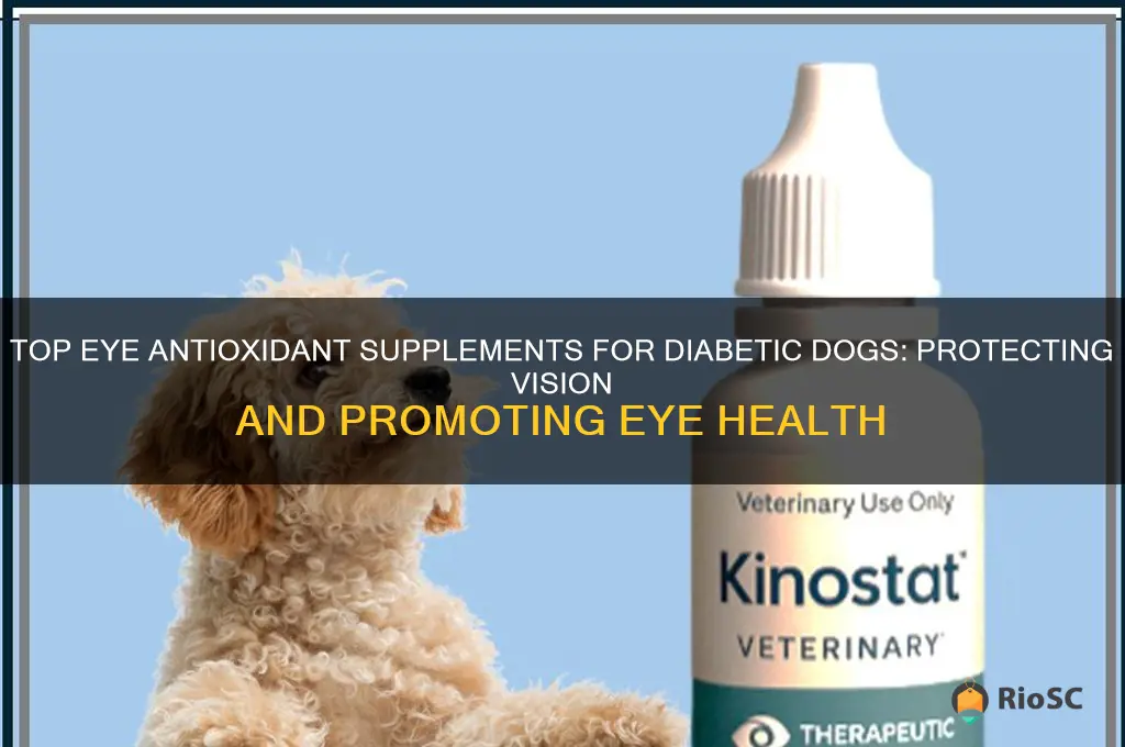 the best diabetic dog eye antioxidant supplement