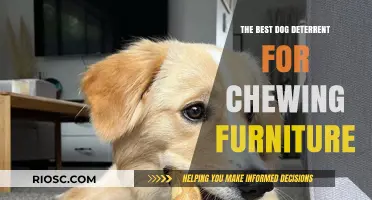 Effective Dog Deterrent Solutions: Stop Furniture Chewing and Protect Your Home