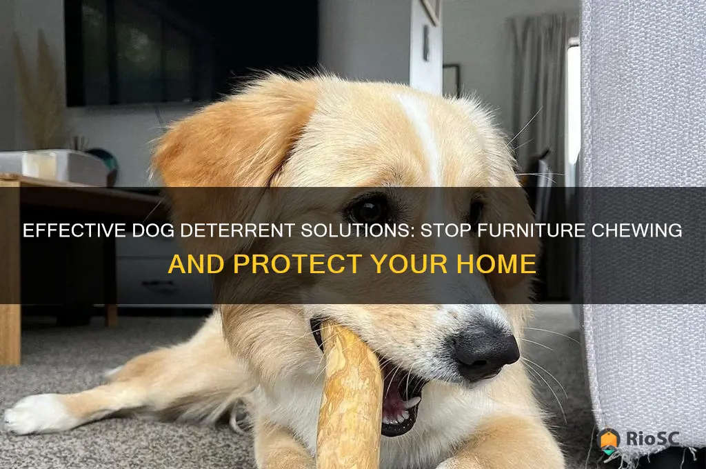 the best dog deterrent for chewing furniture