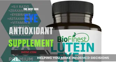 Top Dog Eye Antioxidant Supplements for Optimal Canine Vision Health
