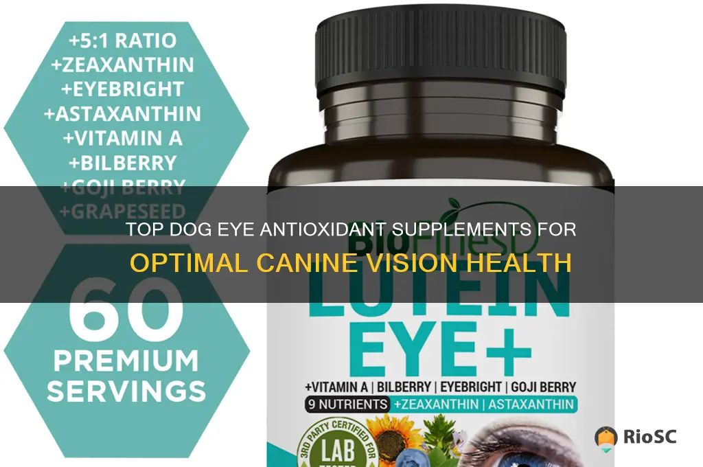 the best dog eye antioxidant supplement